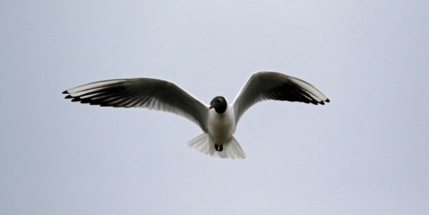 Gaivotas de cabeça negra em voo