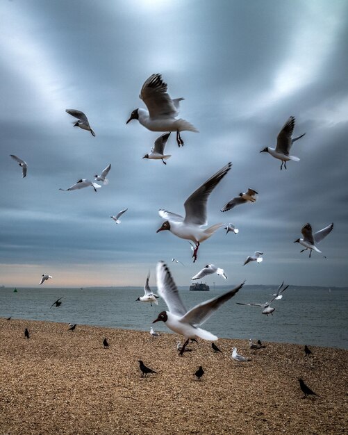 Foto gaivotas de cabeça preta e corvos se reúnem na praia de southsea ao anoitecer em hampshire, inglaterra, reino unido.