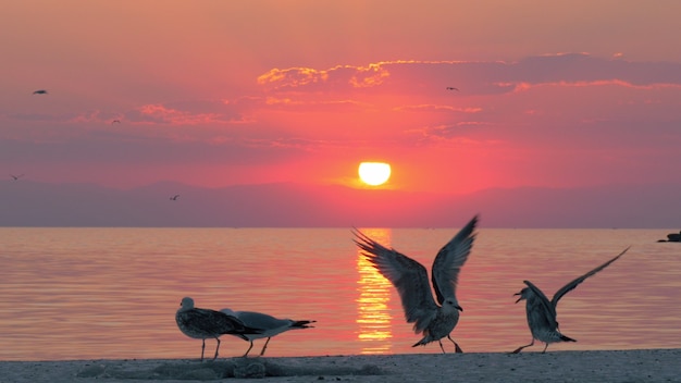 Gaivotas e pôr do sol sobre o mar