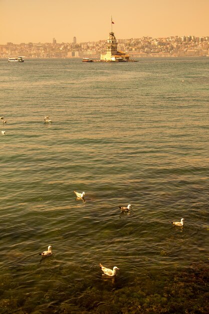 Gaivotas e torre de donzelas em Istambul