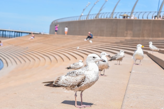 Foto gaivotas em blackpool