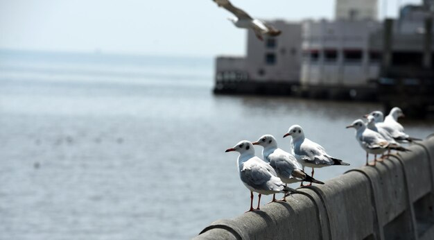 Gaivotas em cima de um corrimão contra o mar