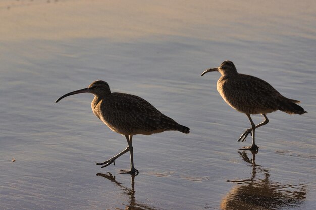 Foto gaivotas em cima de uma praia