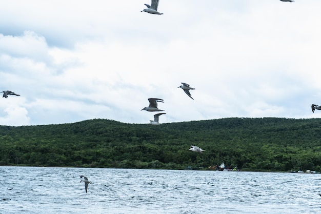 Gaivotas em pé voando sobre o mar