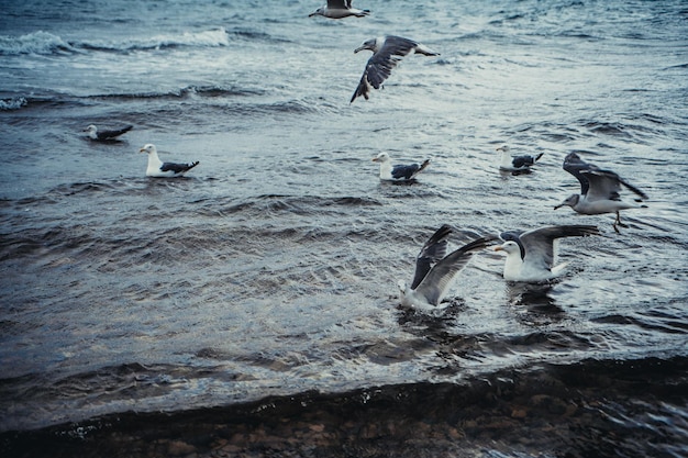 Gaivotas em pé voando sobre o mar