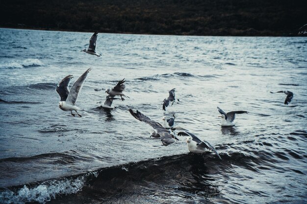 Gaivotas em pé voando sobre o mar