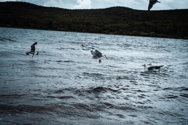 Gaivotas em pé voando sobre o mar