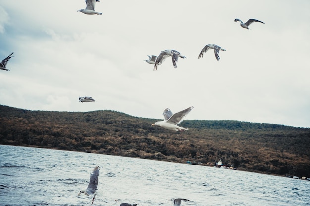 Gaivotas em pé voando sobre o mar