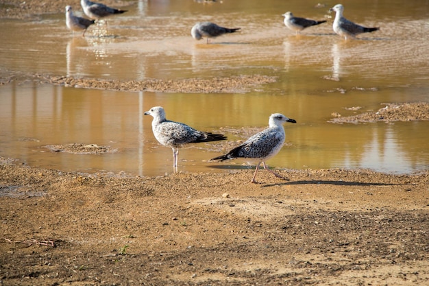 Gaivotas em repouso no chão com águas barrentas