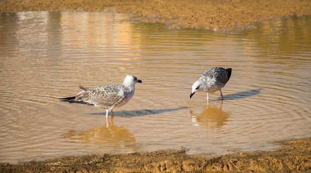 Gaivotas em repouso no chão com águas barrentas