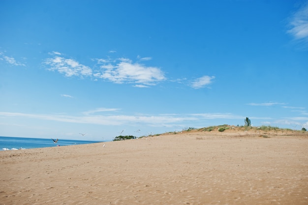 Gaivotas em Sunny Beach, no Mar Negro, na Bulgária. Férias de viagem de férias de verão.