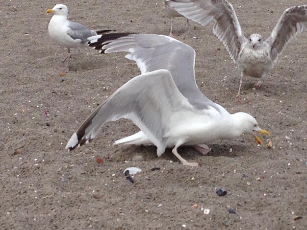 Foto gaivotas em terra