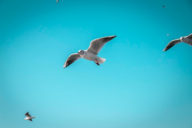 Gaivotas em um voo de formação