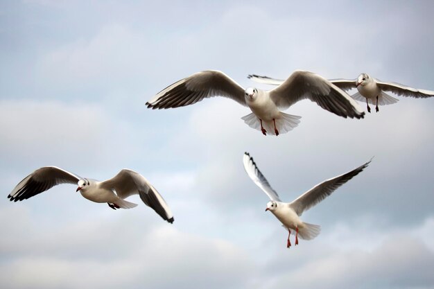 Gaivotas em voo na natureza