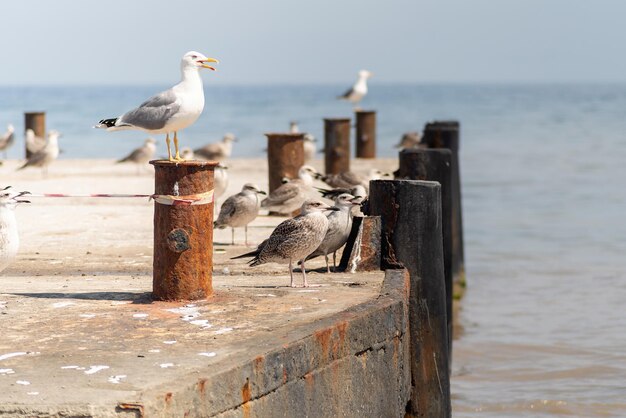 Gaivotas empoleiradas em postes de madeira na praia