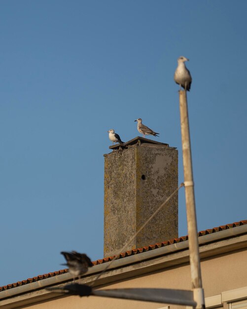 Gaivotas empoleiradas em trilhos e postes olhando para o horizonte contra o céu azul