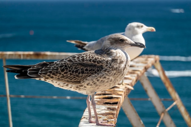 Gaivotas juvenis perto das docas