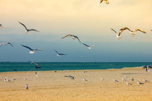 Gaivotas lindas voando perto da praia