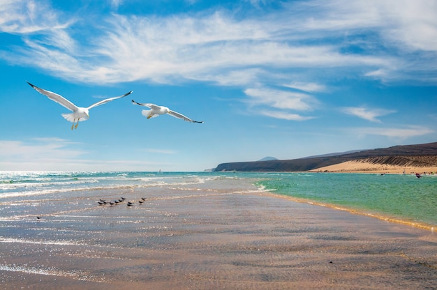 Gaivotas na costa da Costa Calma em Fuerteventura,