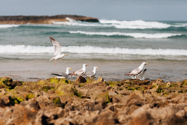 Foto gaivotas na costa na praia