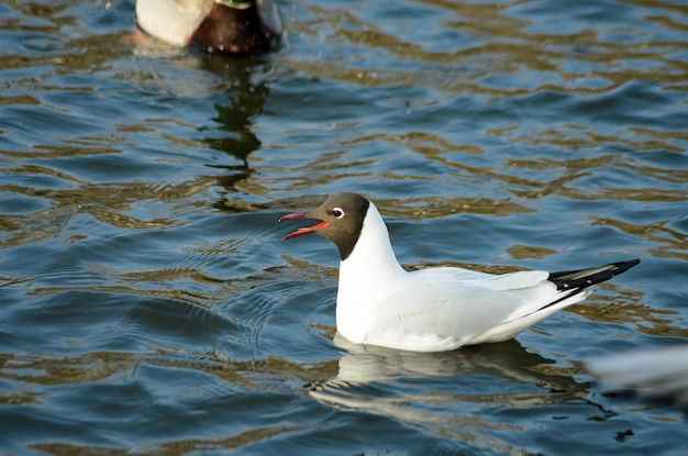 gaivotas na lagoa na primavera