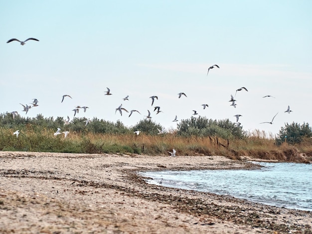 Gaivotas na praia de areia