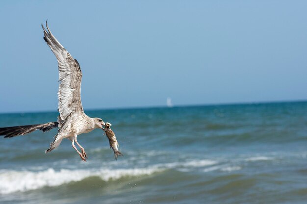 gaivotas na praia