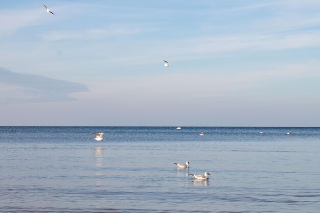 Foto gaivotas nas águas azuis do mar.