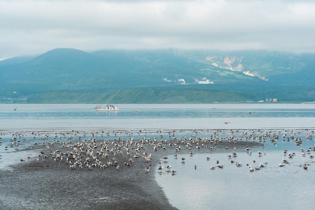 Gaivotas nas águas rasas na maré baixa contra o pano de fundo de uma baía do mar com um vulcão nebuloso à distância uma paisagem perto da cidade de yuzhnokurilsk na ilha de kunashir