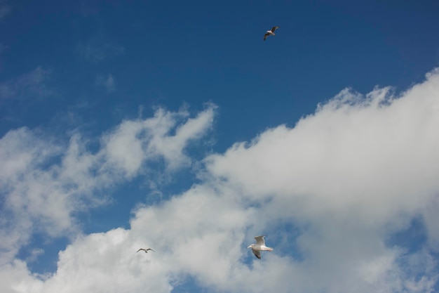 Gaivotas no céu azul sobre o fundo do Canal da Mancha