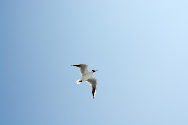 Gaivotas no céu