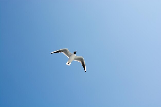 Foto gaivotas no céu