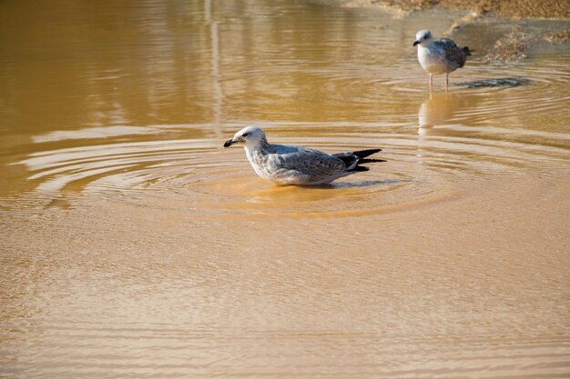 Gaivotas no chão com água barrenta