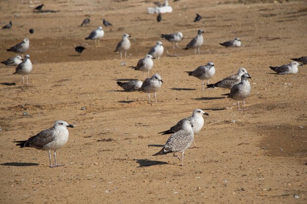 Gaivotas no chão com solo marrom