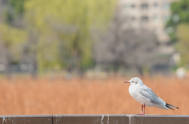 Gaivotas no japão