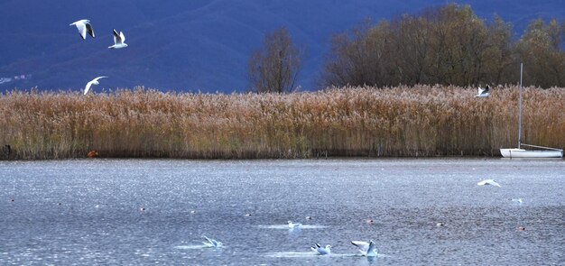 Gaivotas no Lago Ohrid, na Macedônia