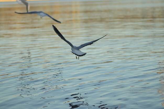 gaivotas no lago pedem comida em um dia ensolarado gaivotas brincando na água
