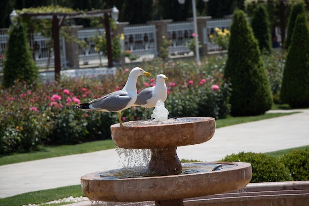 Gaivotas no parque com rosas