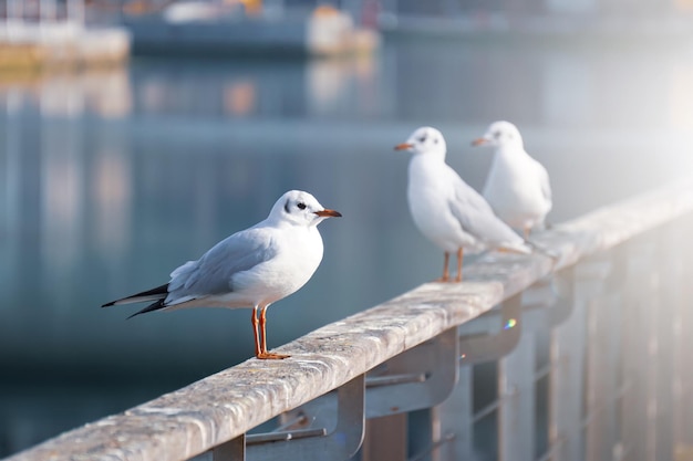 gaivotas no porto, temas animais