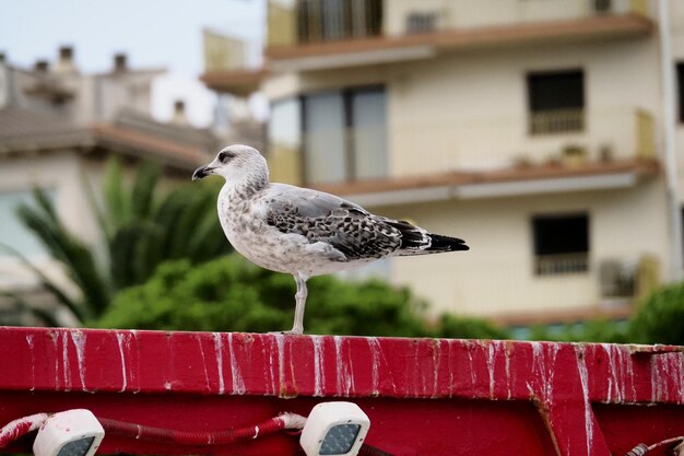 Foto gaivotas no porto