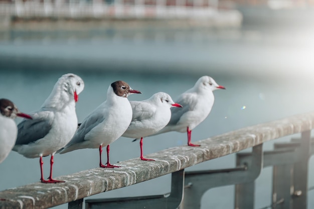 gaivotas no porto