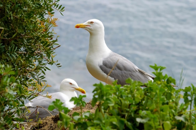 Gaivotas perto do ninho na beira de um penhasco na Espanha