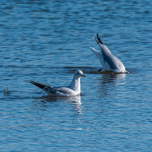 Gaivotas pescando em um lago