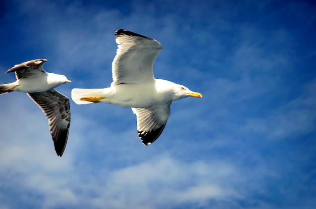 Gaivotas seguindo a balsa