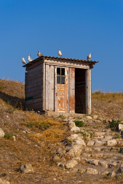 Gaivotas sentadas no telhado do velho pstroyki em Chersonesos Crimea