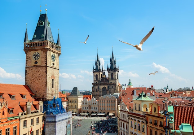 Gaivotas sobre carrilhões de Praga e Catedral Tynsky no dia de verão