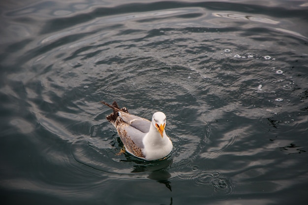 Gaivotas voam e comem no cais em istambul.