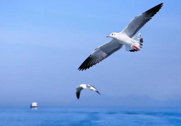 Gaivotas voam no céu azul sobre o mar