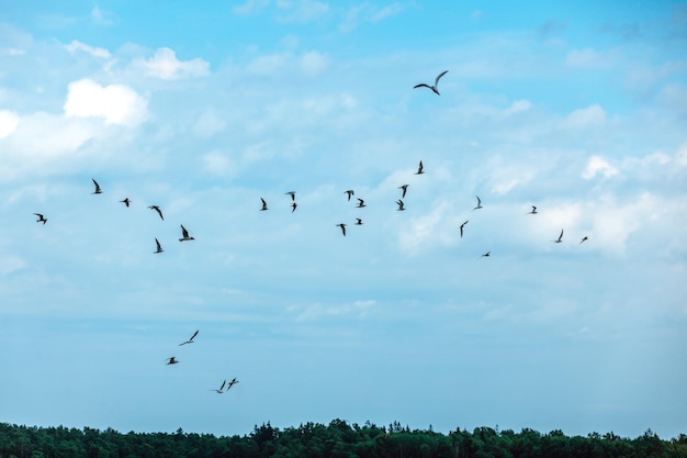 Gaivotas voam sobre a água contra o pano de fundo da floresta