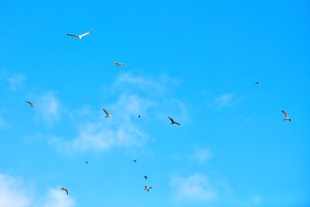 Gaivotas voando alto no céu azul com nuvens brancas fofas. Silhuetas de pássaros brancos pairando no fundo do céu natural como símbolo de liberdade, leveza e velocidade. Textura do céu, copie o espaço.